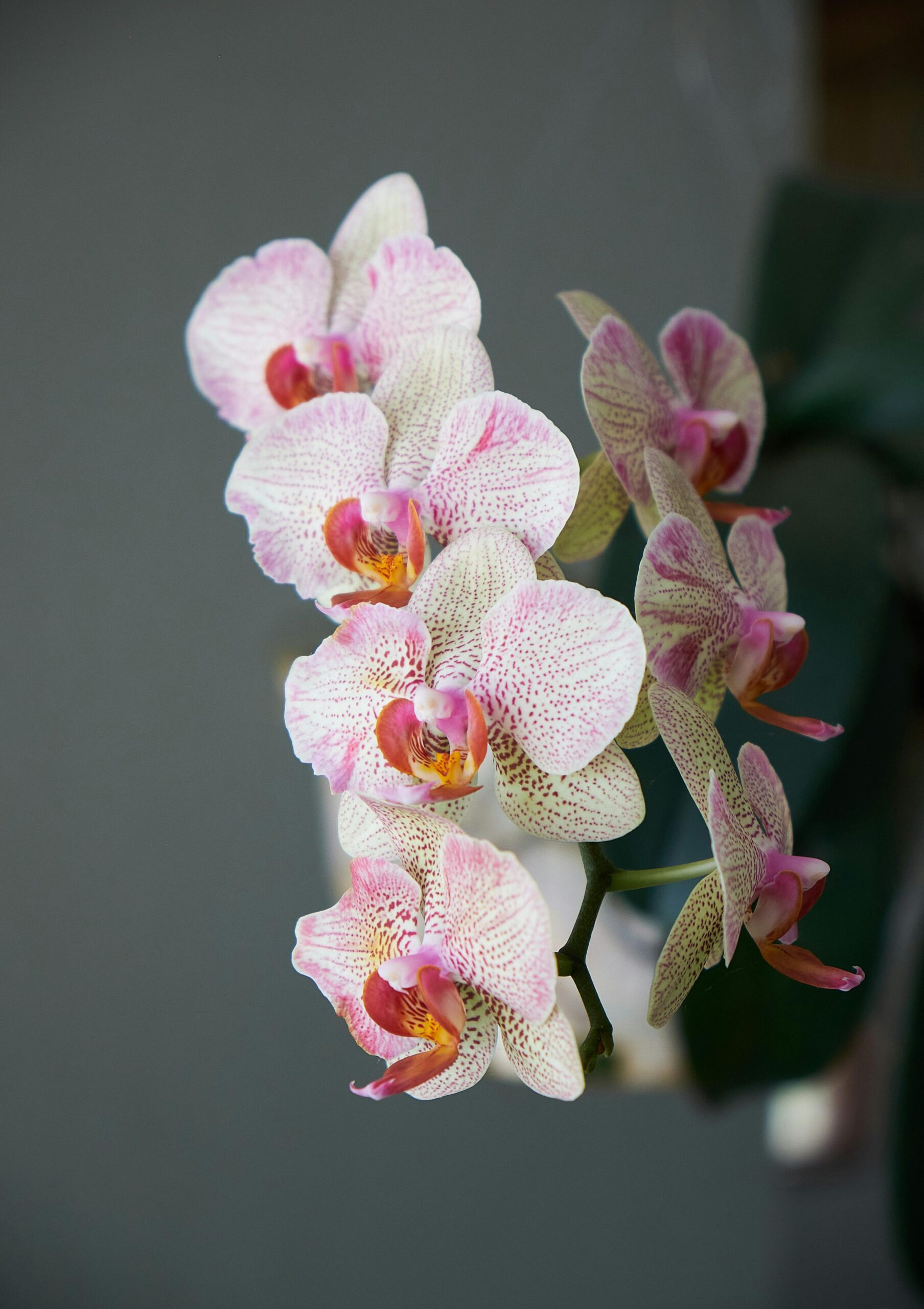 Close-up photo of a spray of pale pink and white Phalaenopsis orchid blossoms with dark pink and yellow centers
