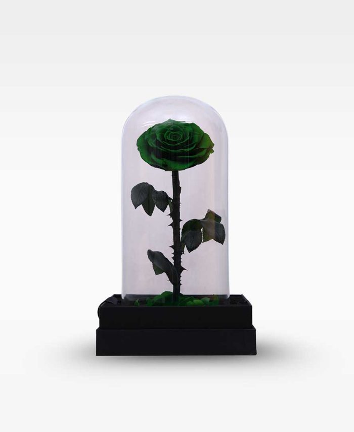 Green Single Forever Rose