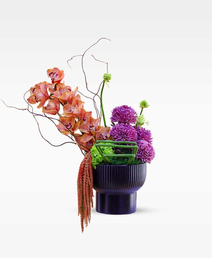 إشراقة الأوركيد