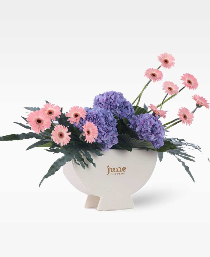 سيجنتشر ديلايت